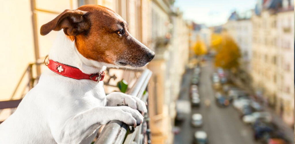 Como Adestrar Cachorro Filhote para Fazer Necessidades no Lugar Certo