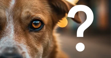 Olhar esperançoso de cão de rua - quem recolhe cachorro de rua thumbnail