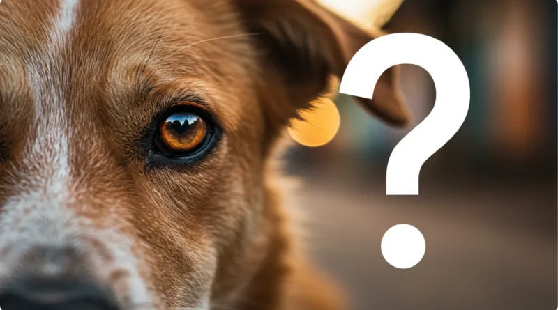 Olhar esperançoso de cão de rua - quem recolhe cachorro de rua thumbnail