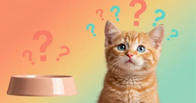 Gatinho filhote curioso sobre alimentação - quando pode comer ração thumbnail