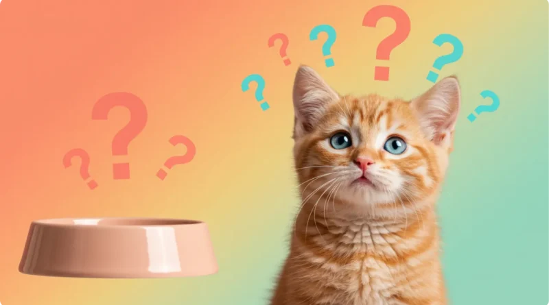 Gatinho filhote curioso sobre alimentação - quando pode comer ração thumbnail