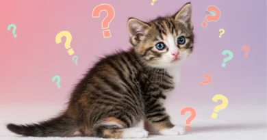 Gatinho filhote com expressão curiosa - quando começa a defecar sozinho thumbnail